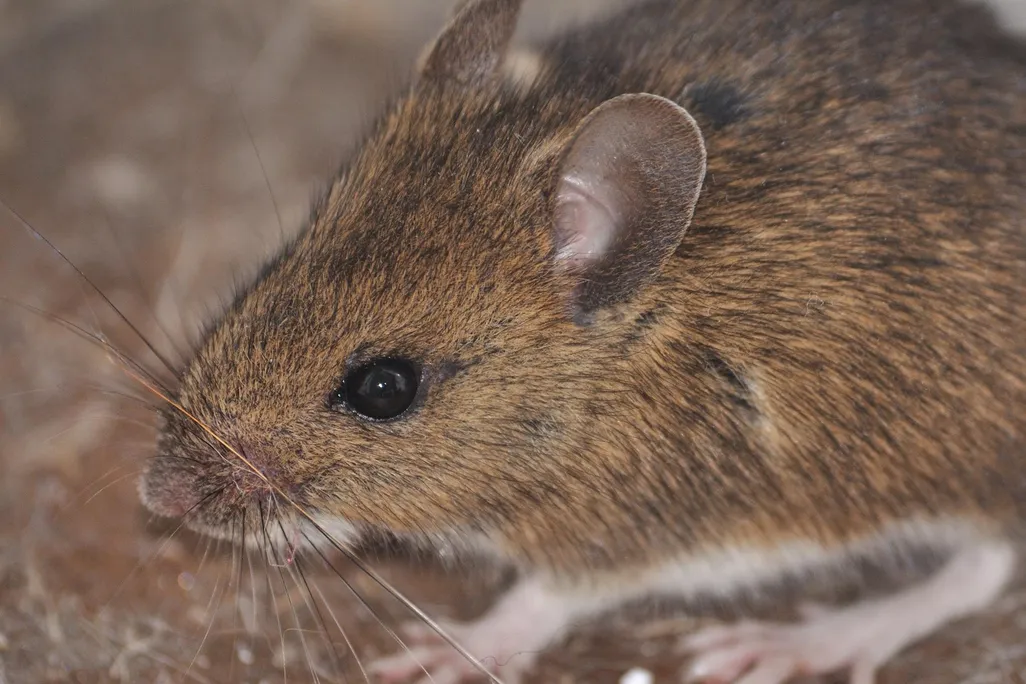 House Mouse