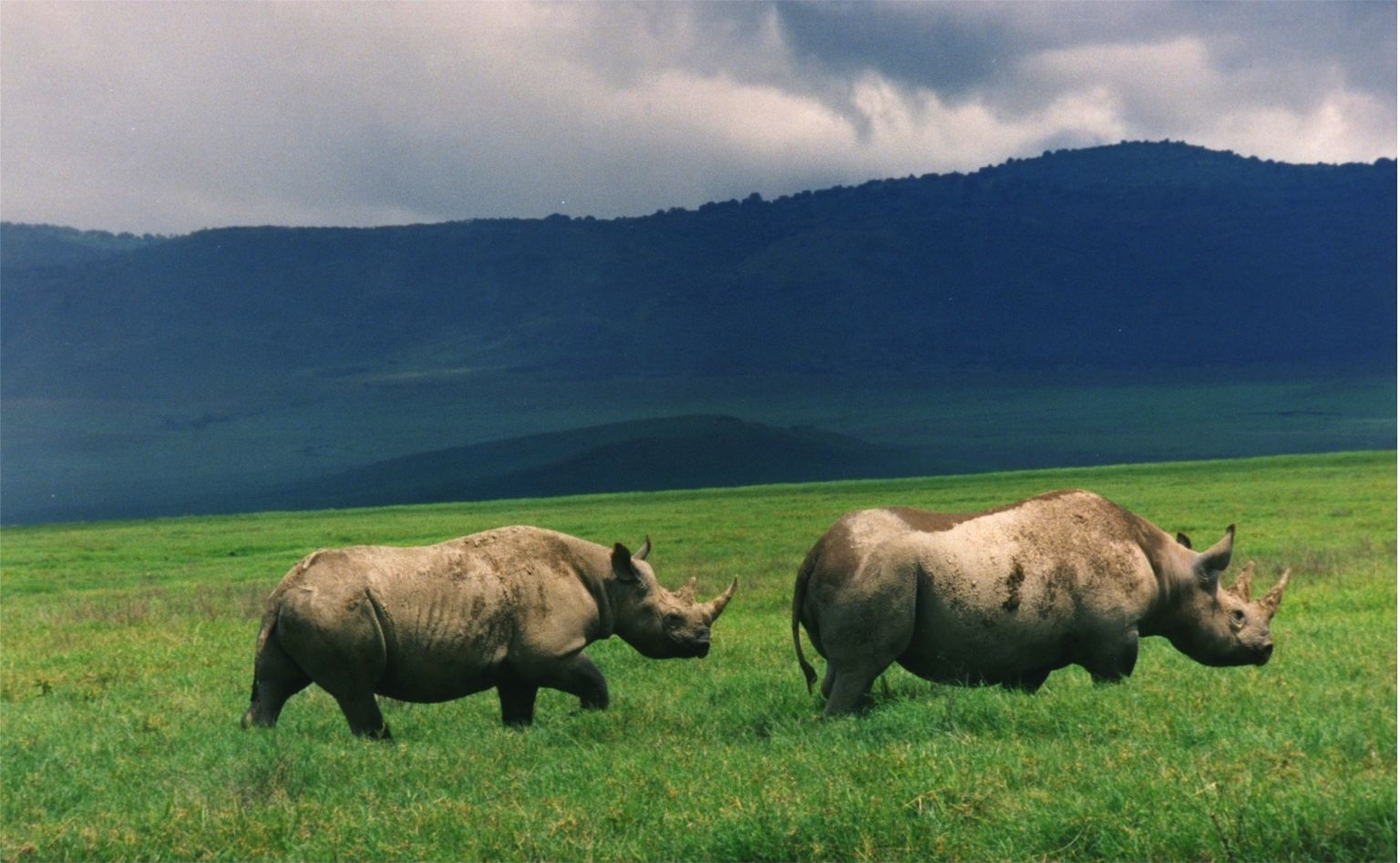 Eight Endangered Black Rhinos Have Died in a Sanctuary | Smart News|  Smithsonian Magazine