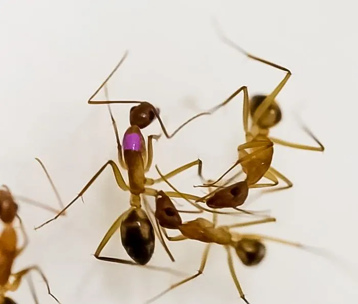 A video still of an ant biting off the leg of another