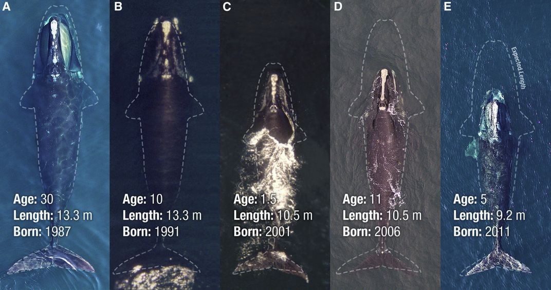 An image of various whales from over the decades. There sizes are being compared. 