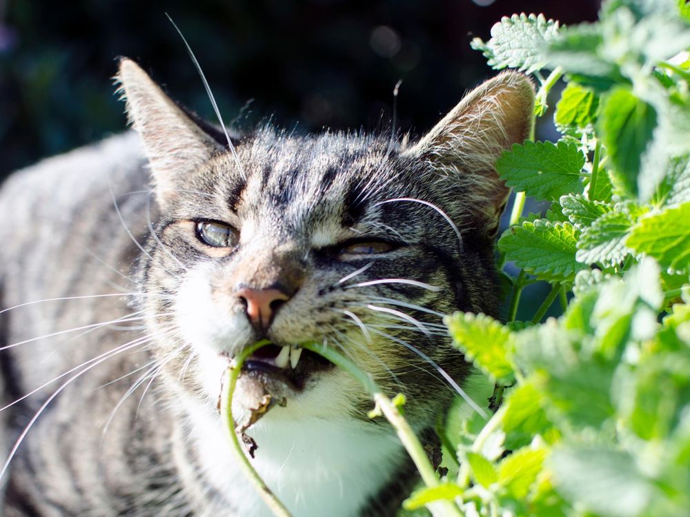 What is catnip?