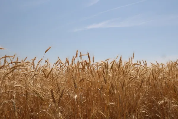rye and sky thumbnail