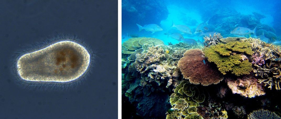 A swimming coral larva (left) and a colorful, healthy coral reef with large corals and swimming fish (right)