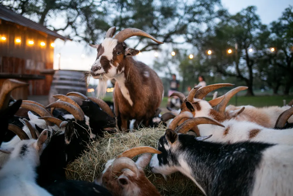 The Jester King Brewery outside of Austin, Texas offers a "Goat Experience" for people to interact with the resident goat herd that helps maintain the sprawling hill country property.