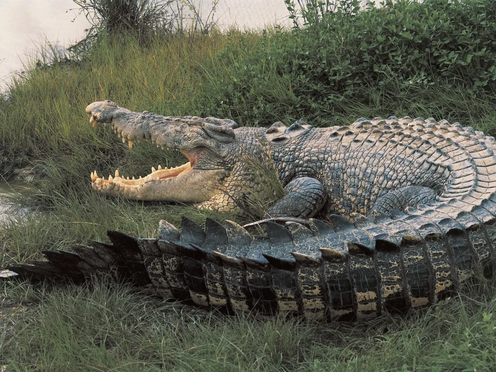 A large crocodile with its mouth open
