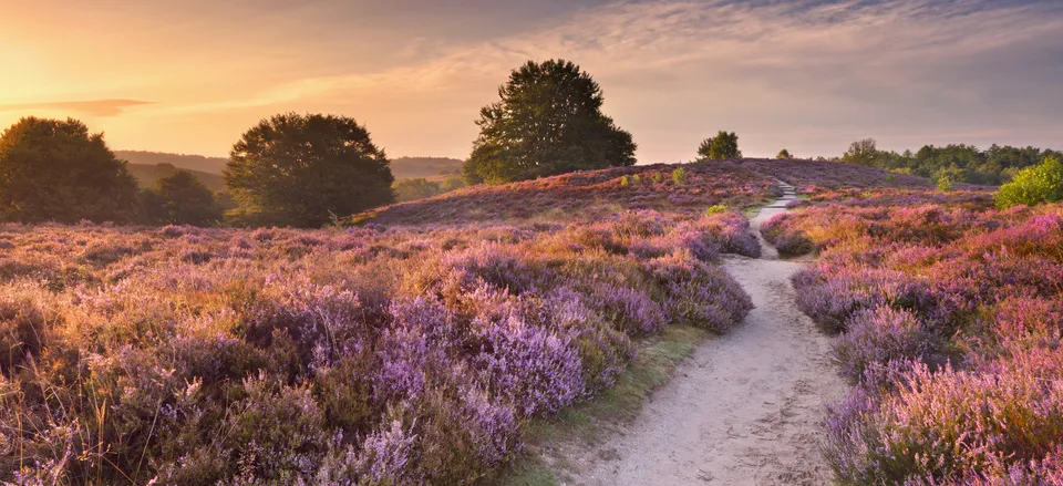 Path through hills with blooming heather in Hoge Veluwe National Park 