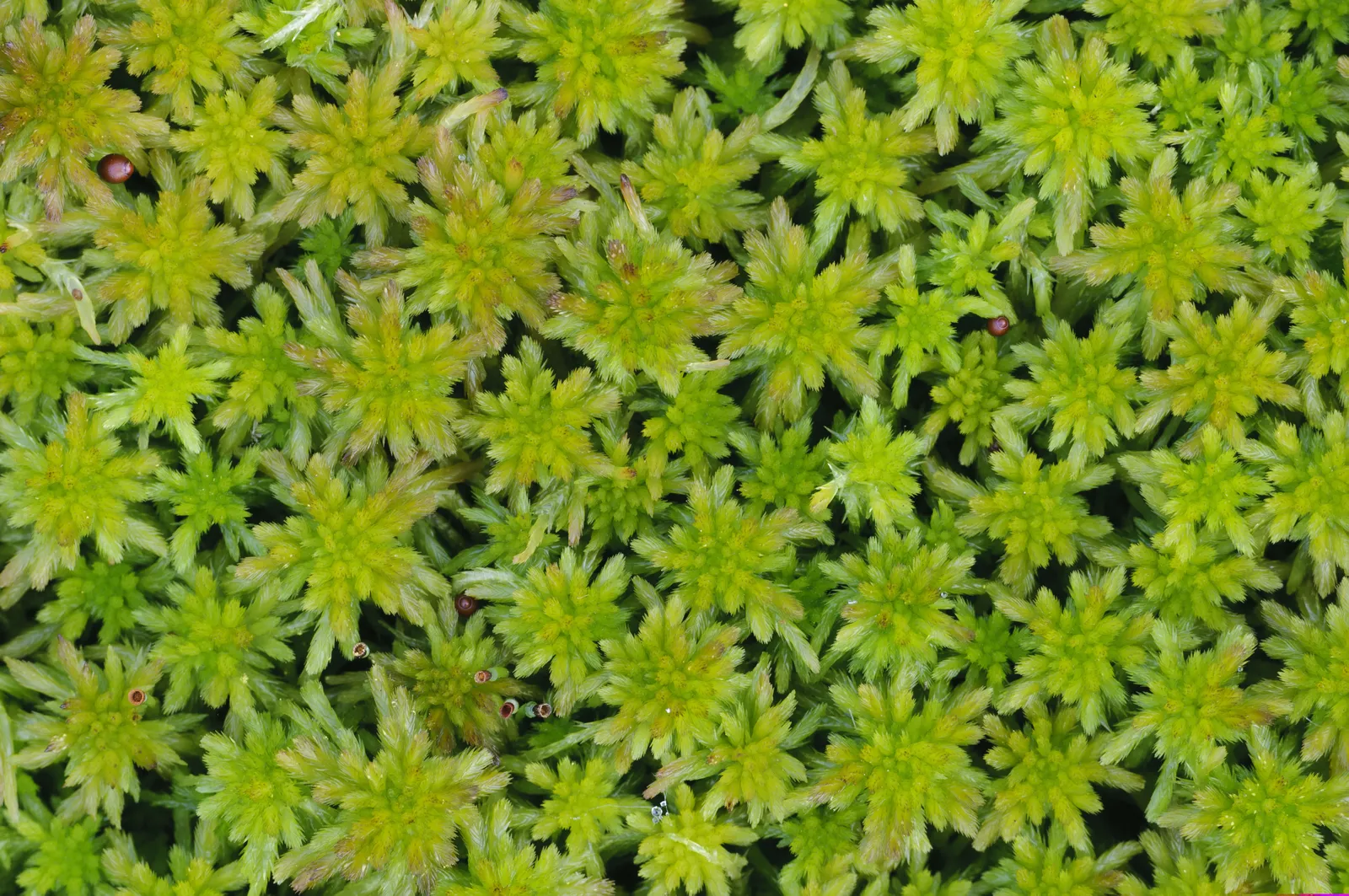 How Sphagnum Moss Can Help Purify Spa Water