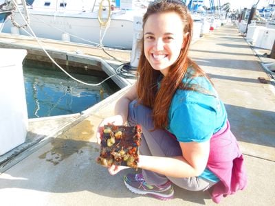 SERC marine biologist Brianna Tracy holds a plate with marine life pulled from a dock in San Francisco. (Credit: Kristen Minogue/SERC)