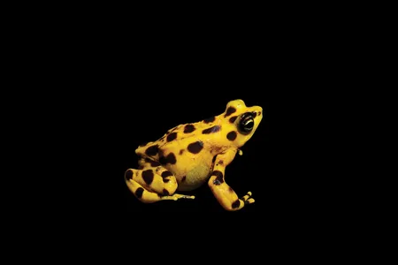 Panamanian golden frogs—such as F1, seen here—are native to the rainforests and cloud forests of Panama but haven't been seen in the wild since 2009. Each creature's bright coloration warns predators of its deadly skin, which contains enough toxins to kill 1,200 mice.
