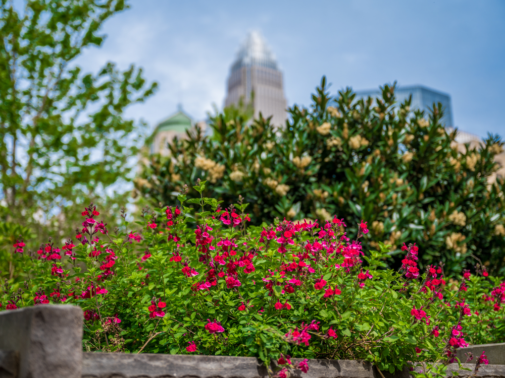 Romare Bearden Park - 154.png