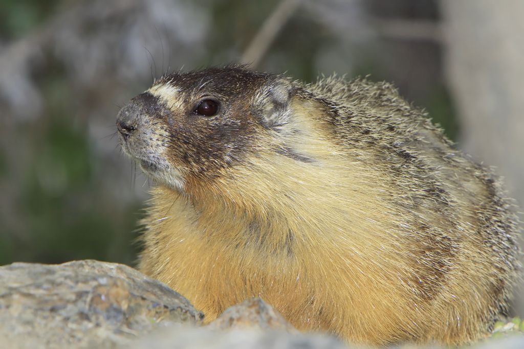 A close up image of a female yellow-bellied marmot. The marmot has a brown head with yellow-colored fur along its underside.