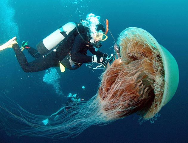 Nomura jellyfish
