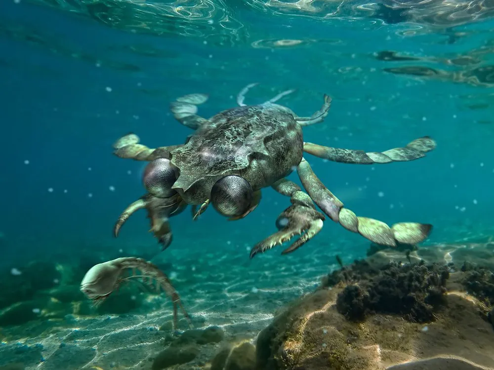 An artist representation of what the ancient predator, Callichimaera perplexa, may look like. The crab has large black beady eyes.