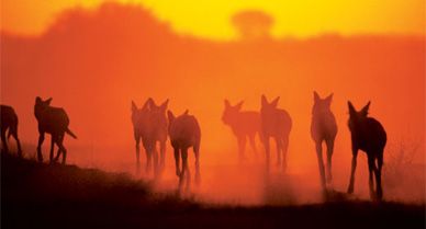 Among the best hunters in Africa, wild dogs have a higher kill rate than lions and can take down antelope that weigh as much as 500 pounds. They are notorious for a grisly efficiency that has made some people fear and hate them, if not shoot them on sight.