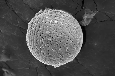 A 2.7-billion-year-old micrometeorite extracted from limestone found in the Pilbara region of Western Australia.