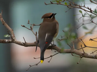 One standout feature of the renovated Bird House at the Smithsonian's National Zoo and Conservation Biology Institute is the chance for close-up, interactive experiences (above: a cedar waxwing).