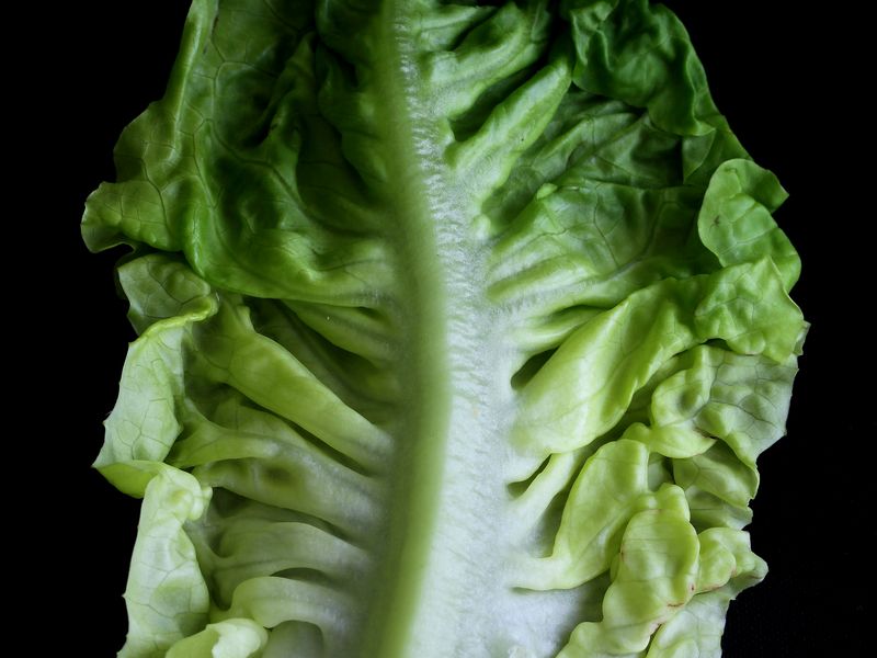Lettuce Smithsonian Photo Contest Smithsonian Magazine