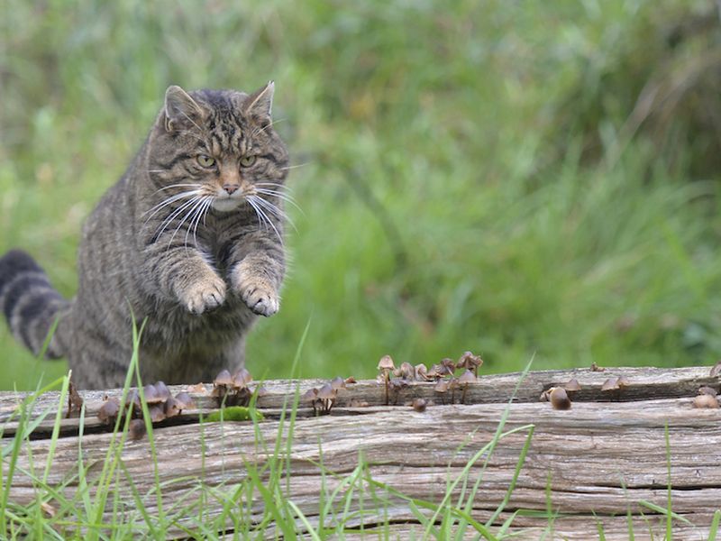 Domestic Cats Could Breed Scottish Wildcats Out of Existence