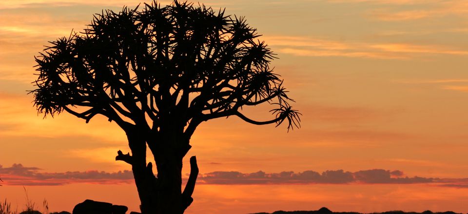  Quiver tree in Namibia 