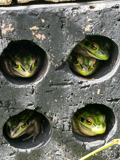 Green frogs poking their heads out from holes in bricks