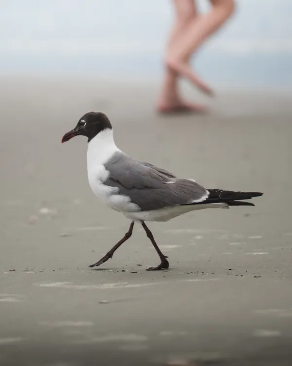 Beach Legs thumbnail