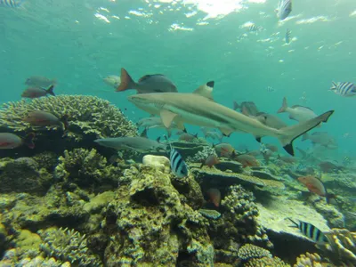 Blacktip reef sharks are one of five common species of reef sharks that are disappearing.