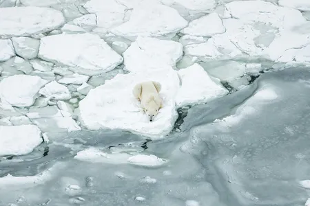 A polar bear, dependent on sea ice for its hunting grounds, pauses near Churchill, Manitoba. 