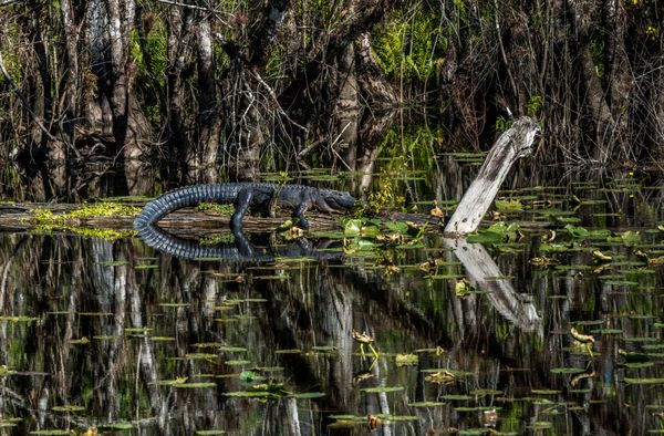 Mother Gator, Six Mile Cypress Slough thumbnail