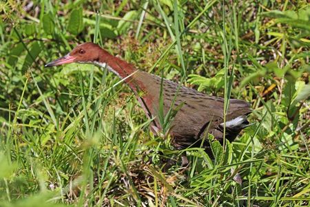 White-throated rail.

