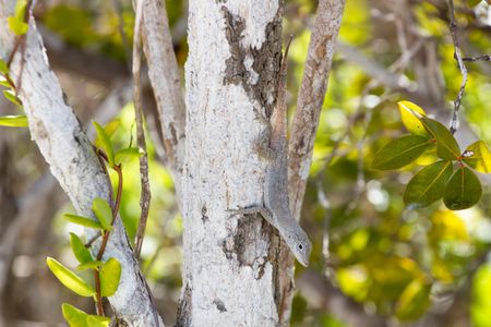 Anolis scriptus, the Turks and Caicos anole, on Pine Cay