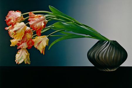 To Mapplethorpe, flowers offered a way to broaden his appeal. Parrot Tulips, 1988