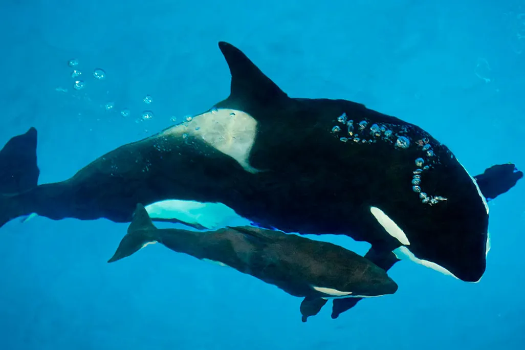 SeaWorld Orca