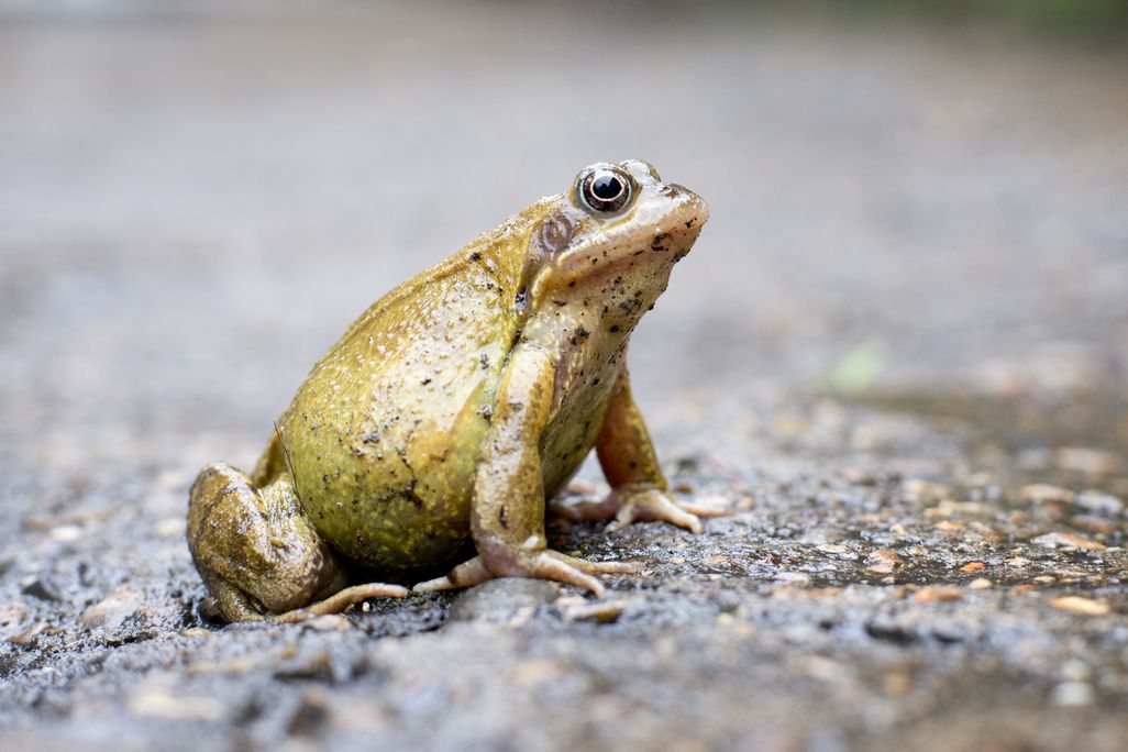 Stock photo of a bulbous frog