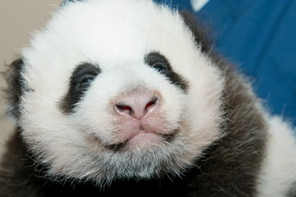 Panda-cub-new-1-631.jpg