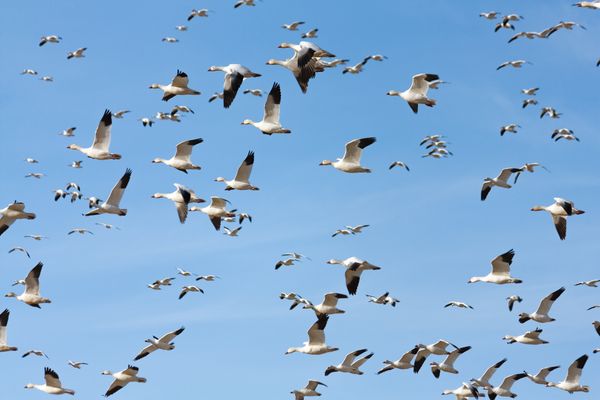 Spring Snow Geese Migration thumbnail