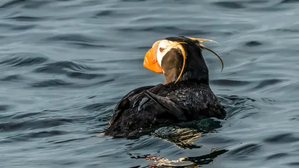Tufted Puffin in the Salish Sea thumbnail