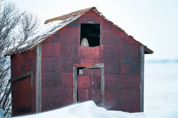 Winter Sentinel (Great horned owl) thumbnail