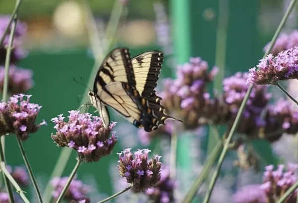 Chasing butterflies thumbnail