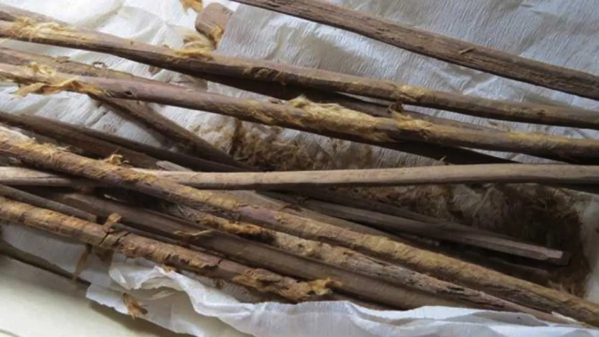 Ancient Poop Sticks Offer Clues to the Spread of Disease Along