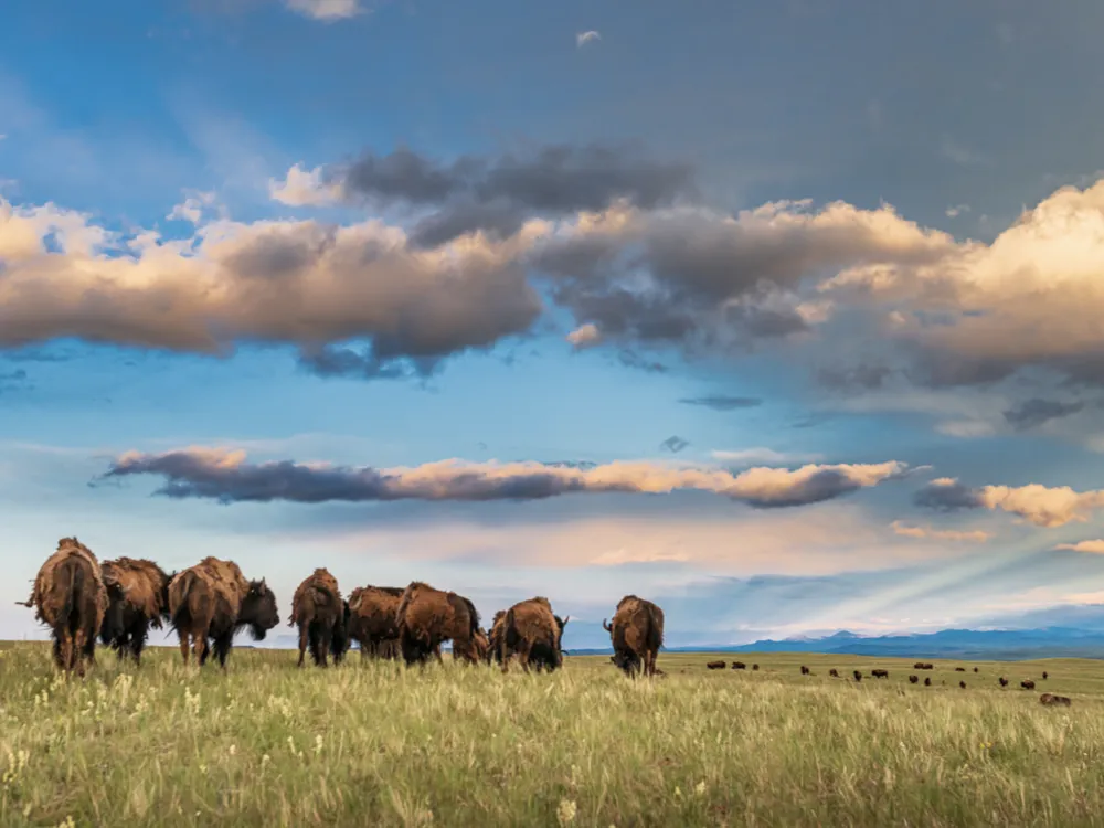 A group of several bison with dark fur traverses a light green colored landscape of grasslands as rays of late afternoon light stream through several gold-tinged clouds. In the distance are more bison and the horizon is framed by distant mountains.