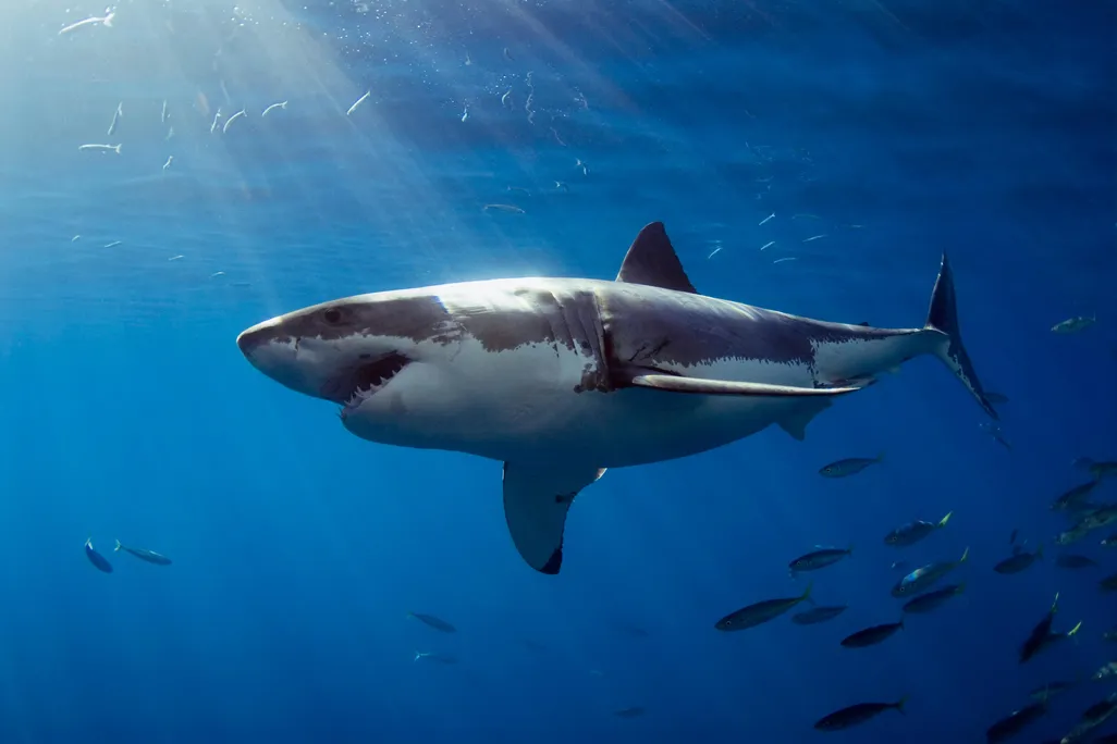 Shark