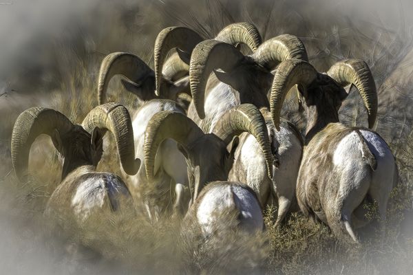 Bighorn sheep rams walking away thumbnail