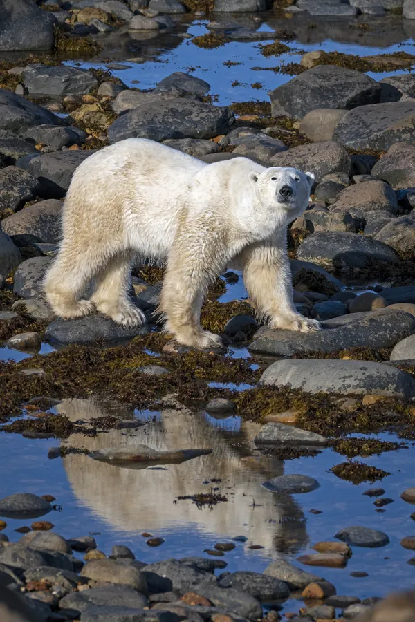 A polar bear walks along the rocky coastline of Hudson Bay near Churchill, Canada. thumbnail