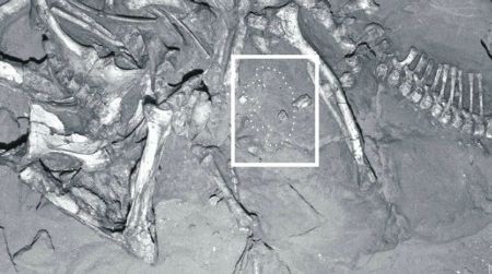 A Protoceratops skeleton with an associated track (outlined in a box near the hips).