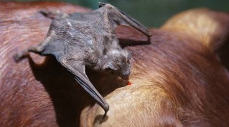 A vampire bat feeds on a pig