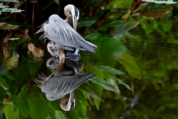 Reflections of a Great Blue Heron thumbnail