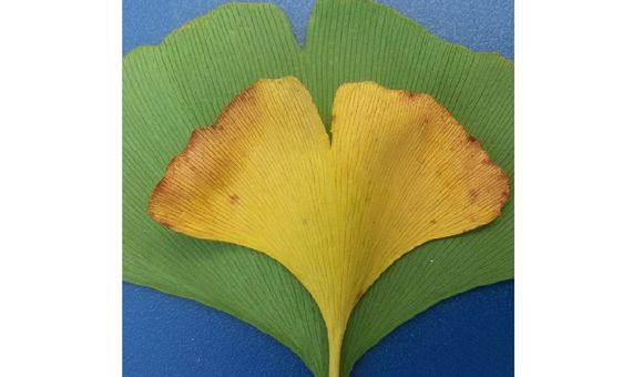 Ginkgo biloba leaves could be the key to reconstructing past changes in carbon dioxide and climate (Rich Barclay, Smithsonian). 