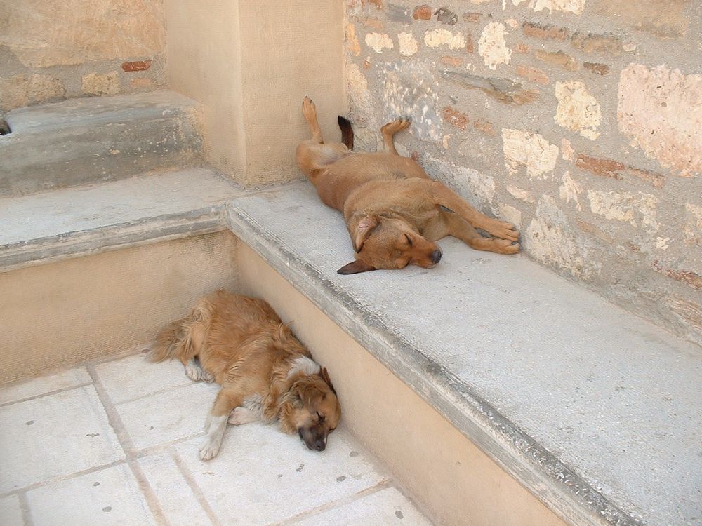 Dogs at the Acropolis