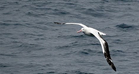 The winged albatross