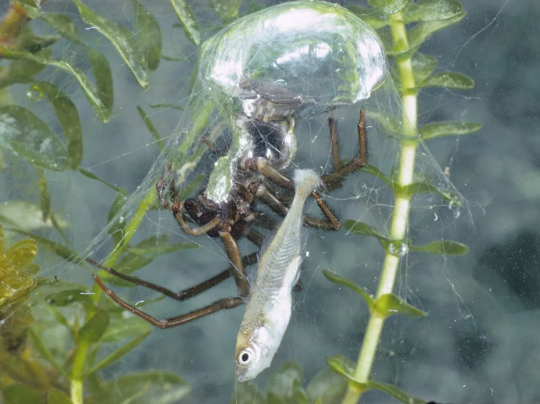 Diving Bell Spider